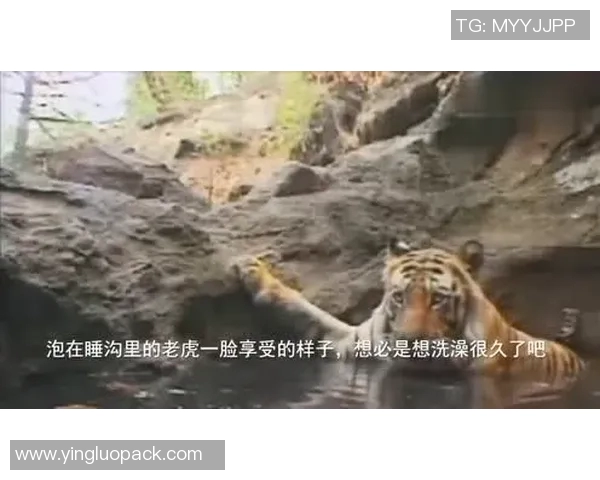 水蟒与美洲虎的生死对决谁将成为丛林之王的最终赢家